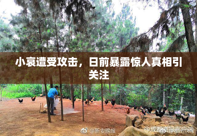 小哀遭受攻击，日前暴露惊人真相引关注