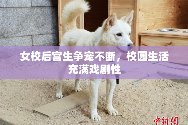女校后宫生争宠不断，校园生活充满戏剧性