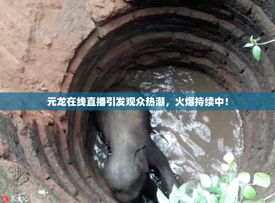 元龙在线直播引发观众热潮，火爆持续中！