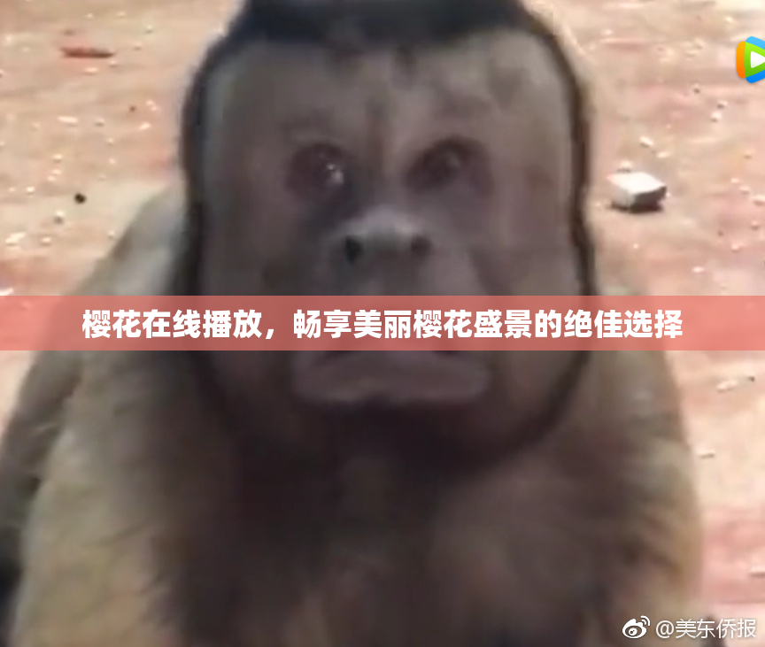 樱花在线播放，畅享美丽樱花盛景的绝佳选择