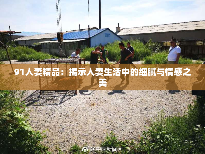 91人妻精品：揭示人妻生活中的细腻与情感之美