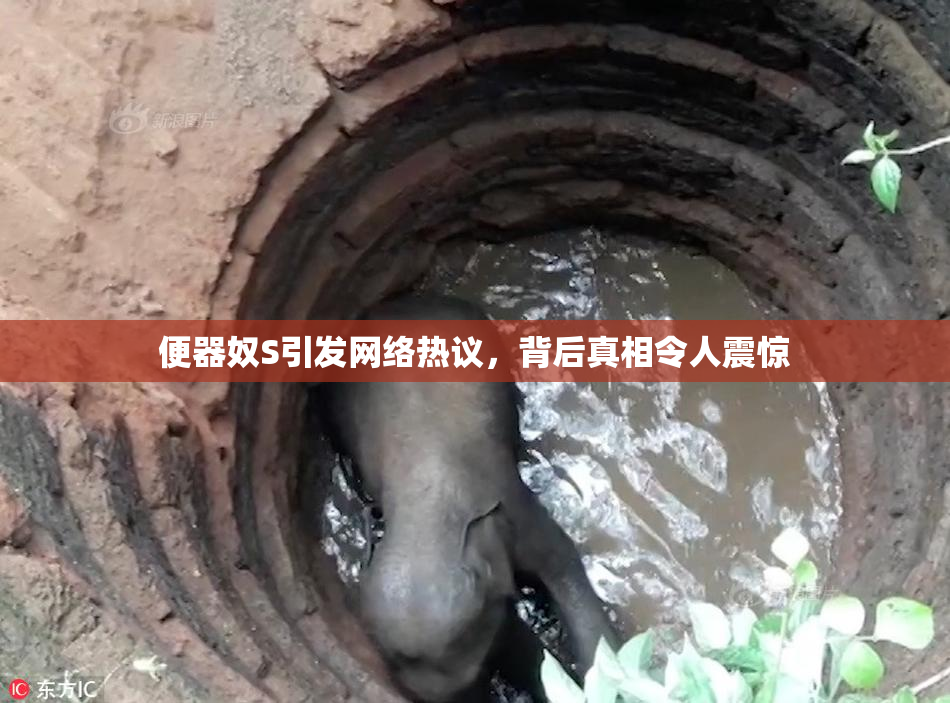 便器奴S引发网络热议，背后真相令人震惊