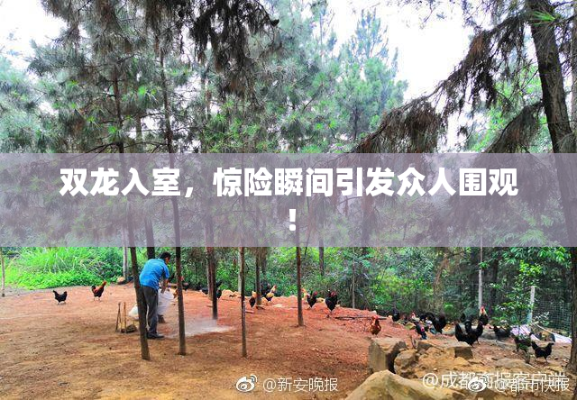 双龙入室，惊险瞬间引发众人围观！