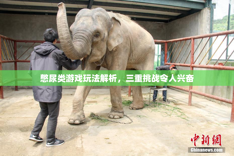 憋尿类游戏玩法解析，三重挑战令人兴奋