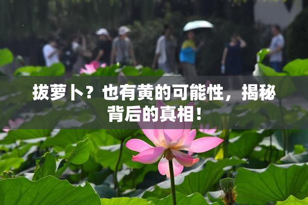 拔萝卜？也有黄的可能性，揭秘背后的真相！
