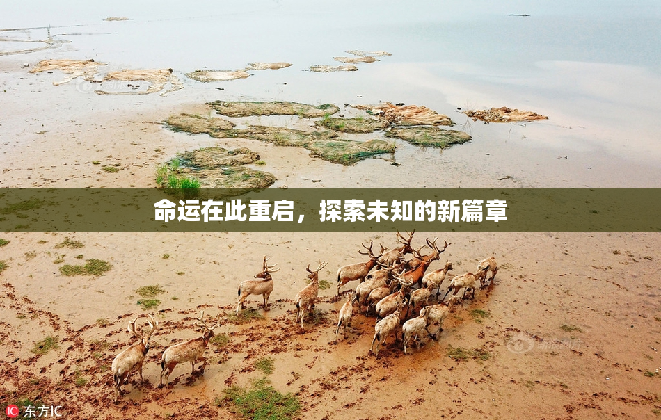 命运在此重启，探索未知的新篇章