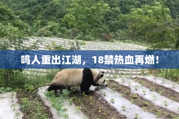 鸣人重出江湖，18禁热血再燃！