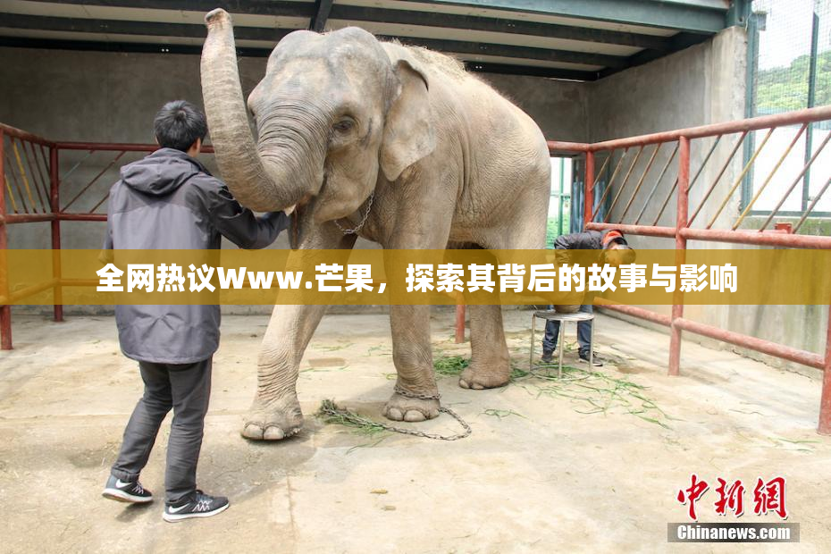 全网热议Www.芒果，探索其背后的故事与影响