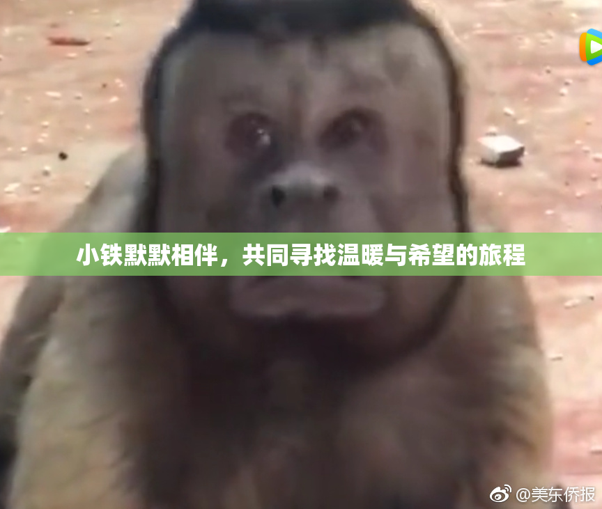 小铁默默相伴，共同寻找温暖与希望的旅程