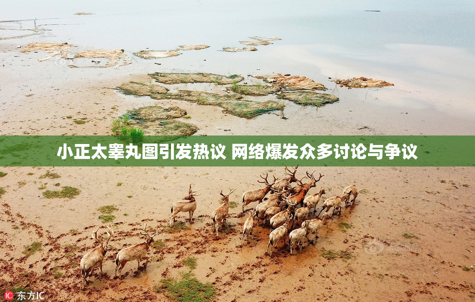 小正太睾丸图引发热议 网络爆发众多讨论与争议