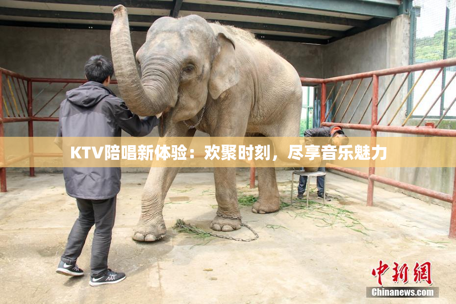 KTV陪唱新体验：欢聚时刻，尽享音乐魅力