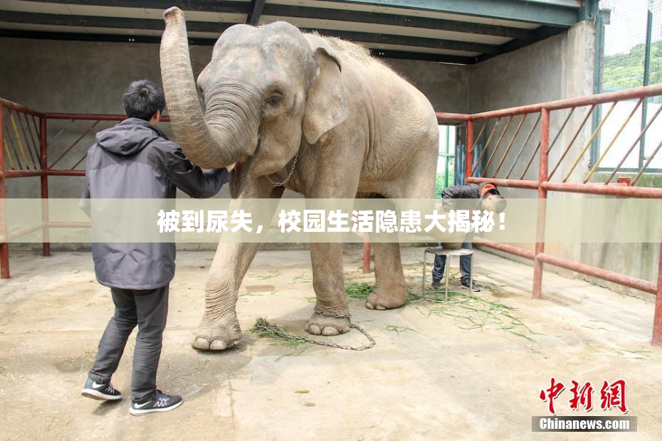 被到尿失，校园生活隐患大揭秘！