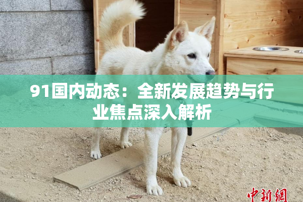 91国内动态：全新发展趋势与行业焦点深入解析