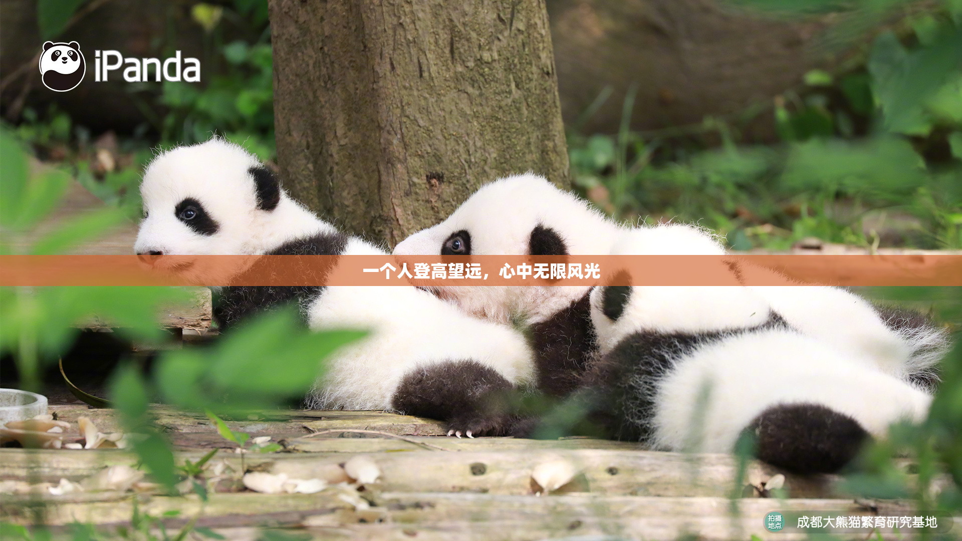 一个人登高望远，心中无限风光