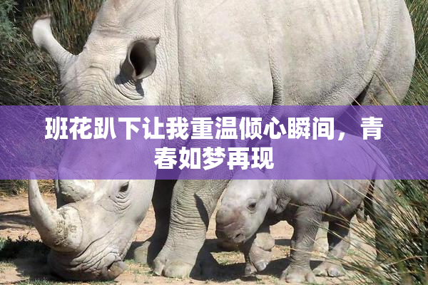 班花趴下让我重温倾心瞬间，青春如梦再现