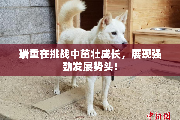 瑞重在挑战中茁壮成长，展现强劲发展势头！