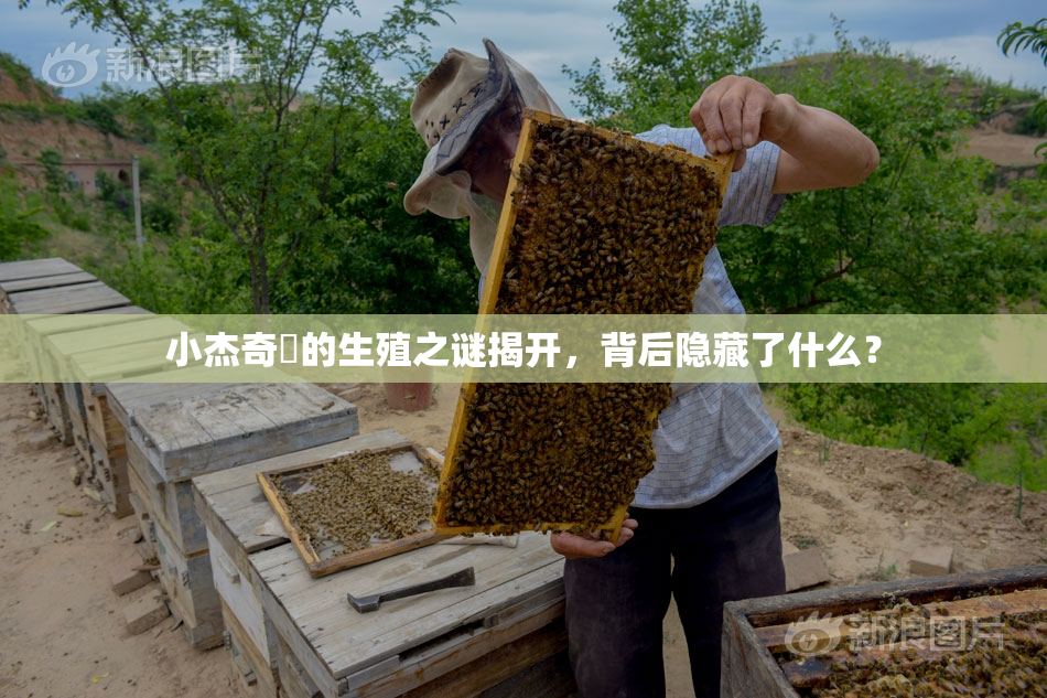 小杰奇犽的生殖之谜揭开，背后隐藏了什么？