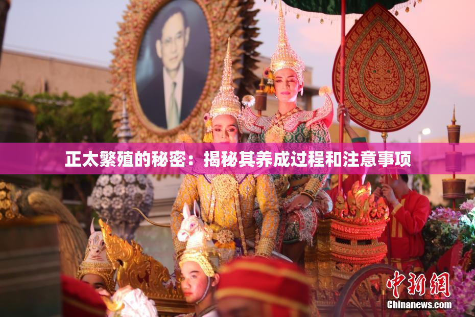 正太繁殖的秘密：揭秘其养成过程和注意事项