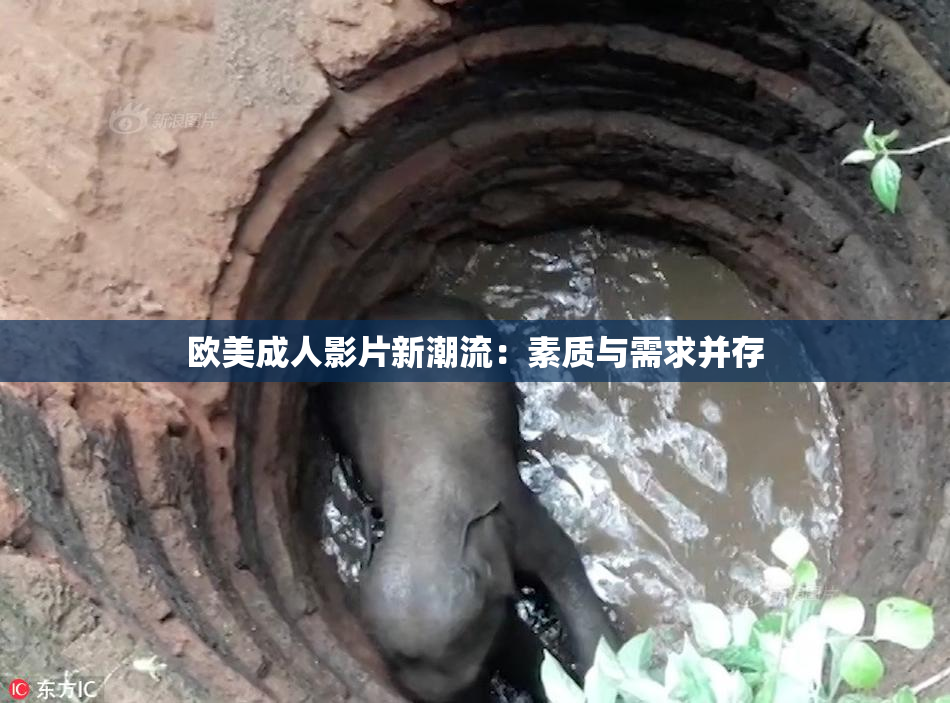 欧美成人影片新潮流：素质与需求并存