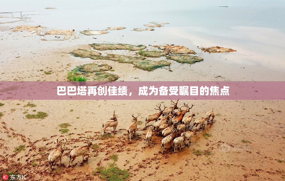 巴巴塔再创佳绩，成为备受瞩目的焦点