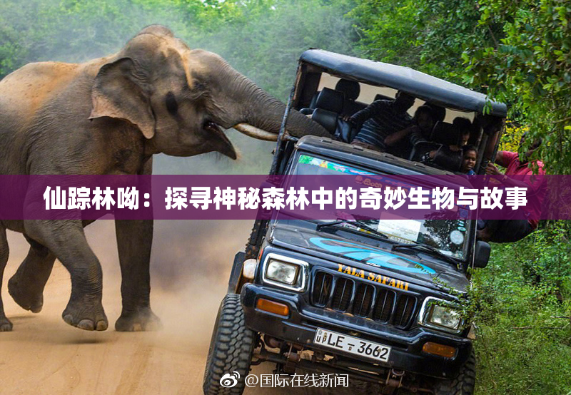 仙踪林呦：探寻神秘森林中的奇妙生物与故事