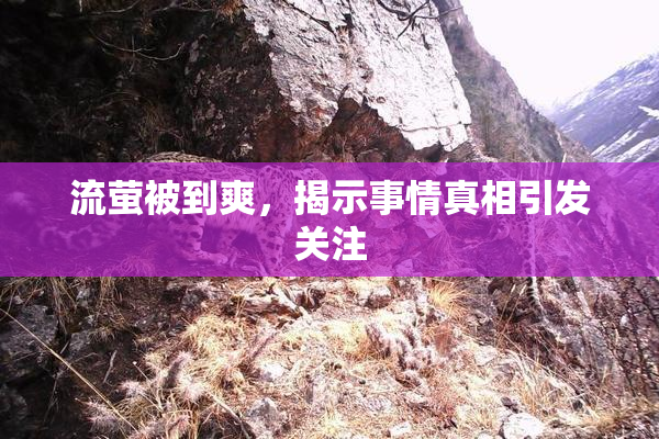 流萤被到爽，揭示事情真相引发关注