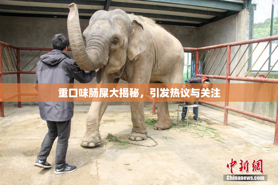 重口味肠屎大揭秘，引发热议与关注
