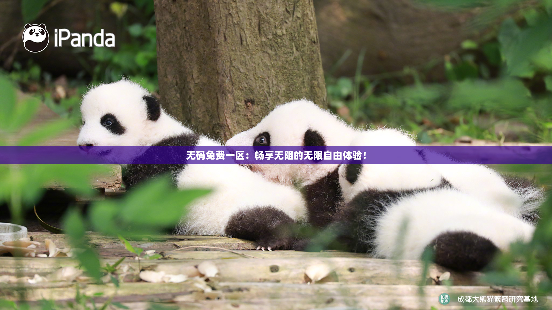 无码免费一区：畅享无阻的无限自由体验！