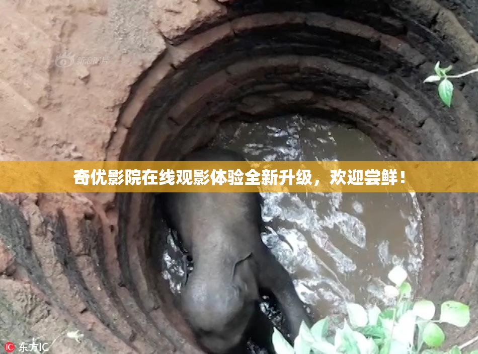 奇优影院在线观影体验全新升级，欢迎尝鲜！