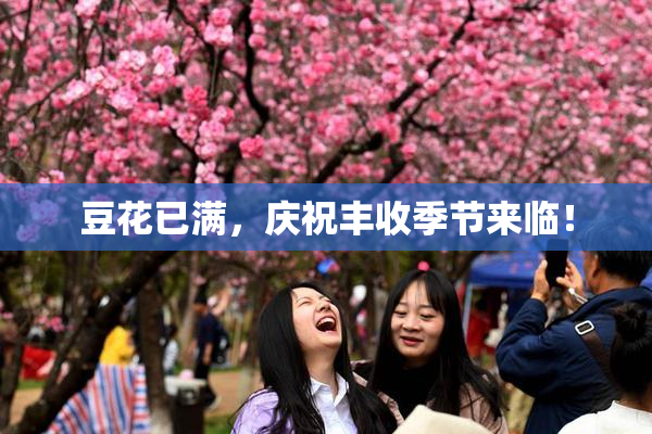 豆花已满，庆祝丰收季节来临！