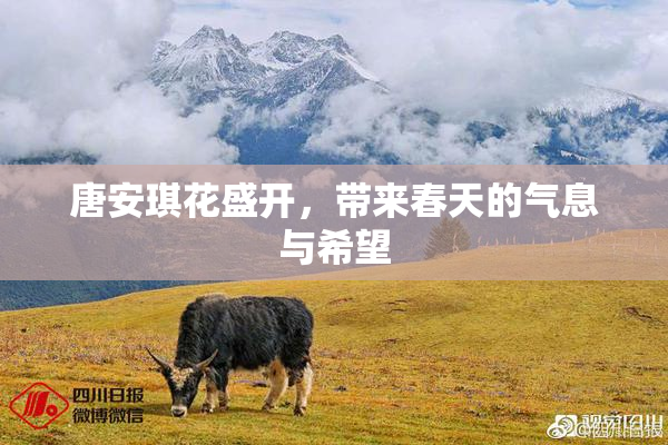 唐安琪花盛开，带来春天的气息与希望