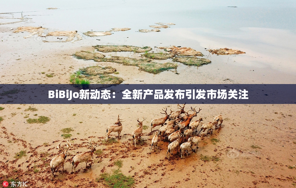 BiBiJo新动态：全新产品发布引发市场关注