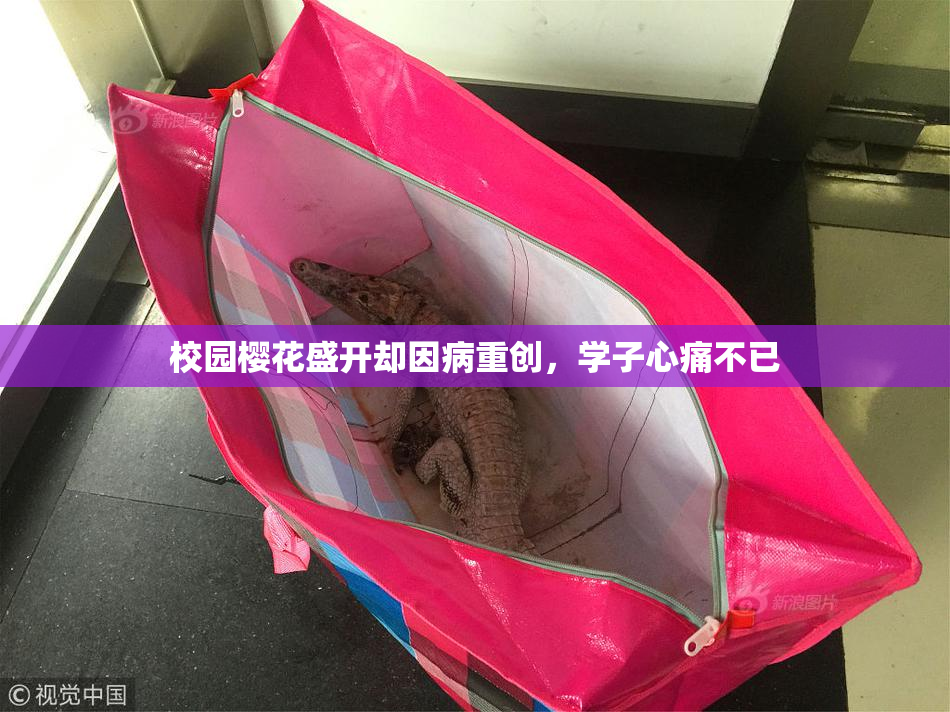 校园樱花盛开却因病重创，学子心痛不已