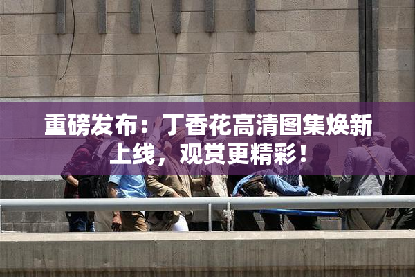 重磅发布：丁香花高清图集焕新上线，观赏更精彩！