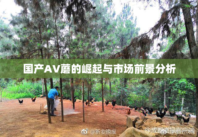 国产AV蘑的崛起与市场前景分析