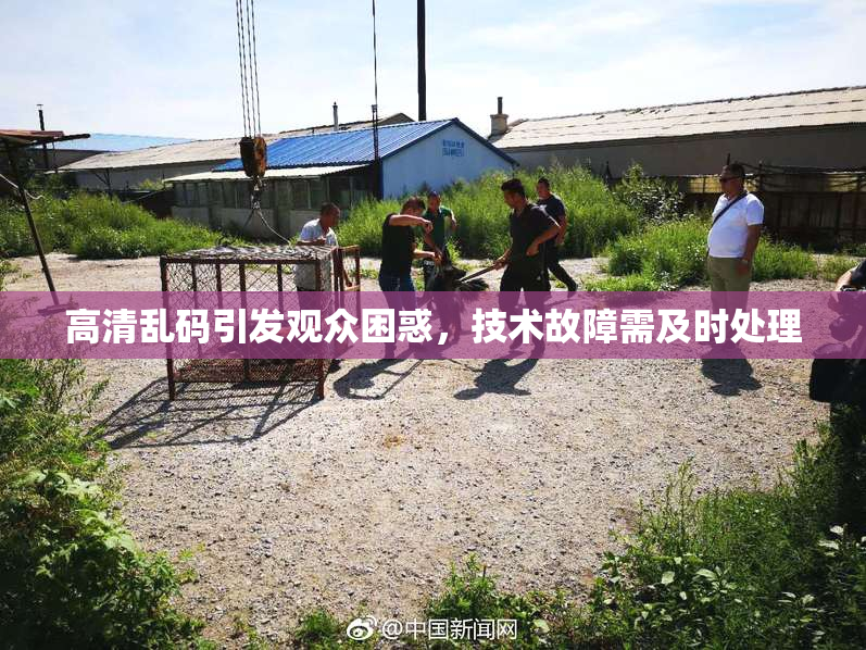 高清乱码引发观众困惑，技术故障需及时处理