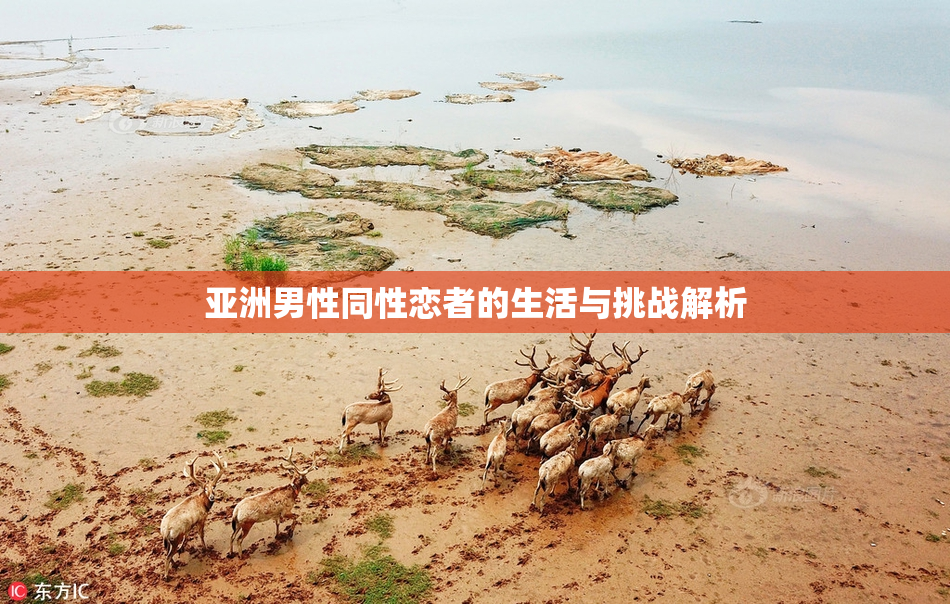 亚洲男性同性恋者的生活与挑战解析