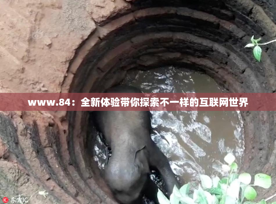 www.84：全新体验带你探索不一样的互联网世界