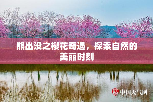 熊出没之樱花奇遇，探索自然的美丽时刻