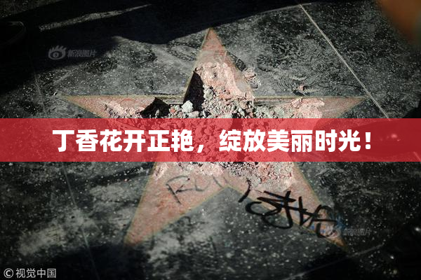 丁香花开正艳，绽放美丽时光！