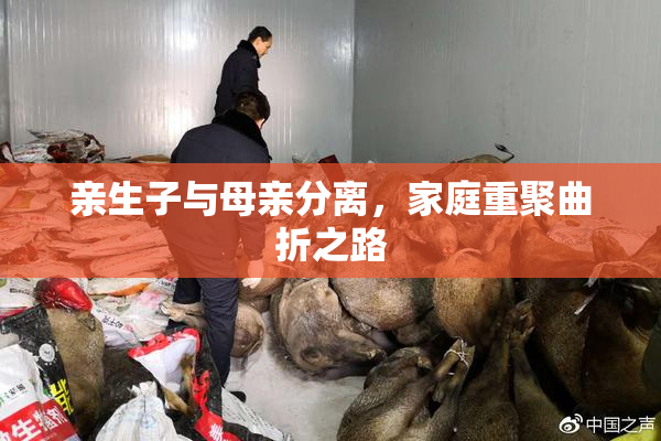 亲生子与母亲分离，家庭重聚曲折之路