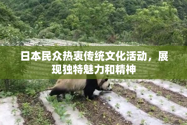 日本民众热衷传统文化活动，展现独特魅力和精神