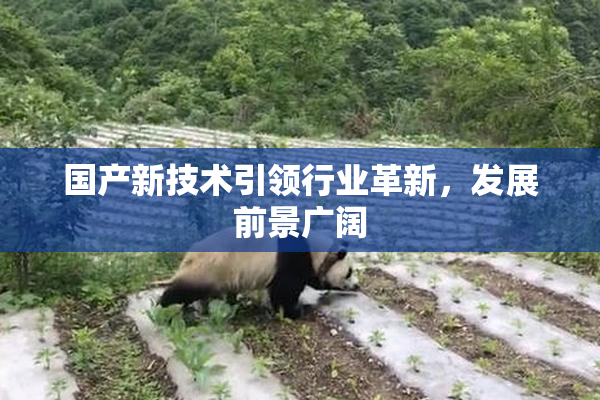 国产新技术引领行业革新，发展前景广阔