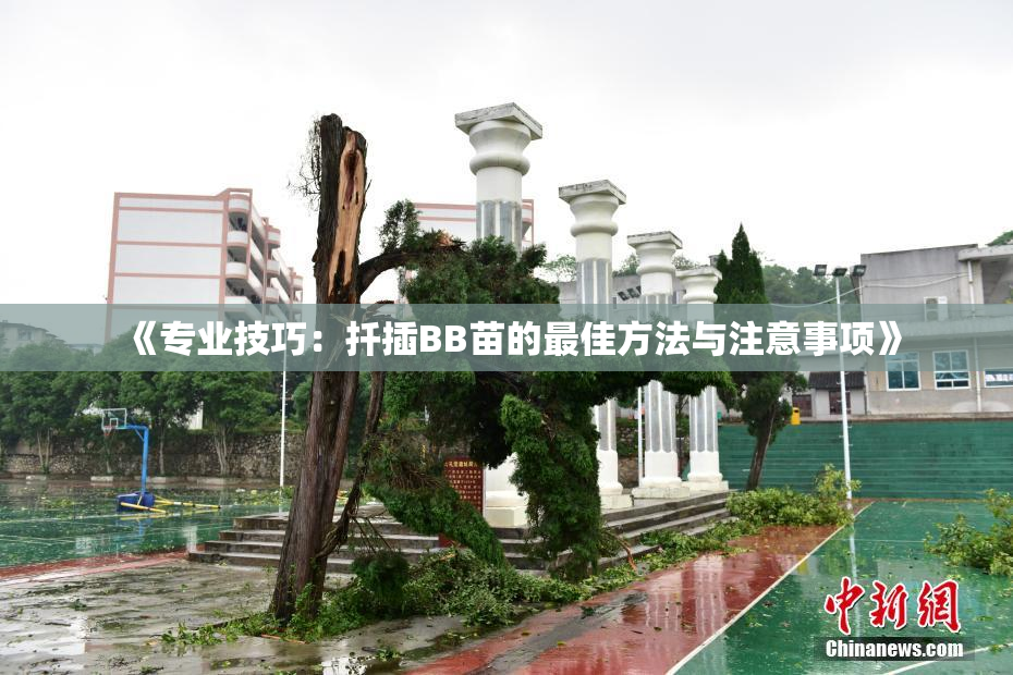 《专业技巧：扦插BB苗的最佳方法与注意事项》