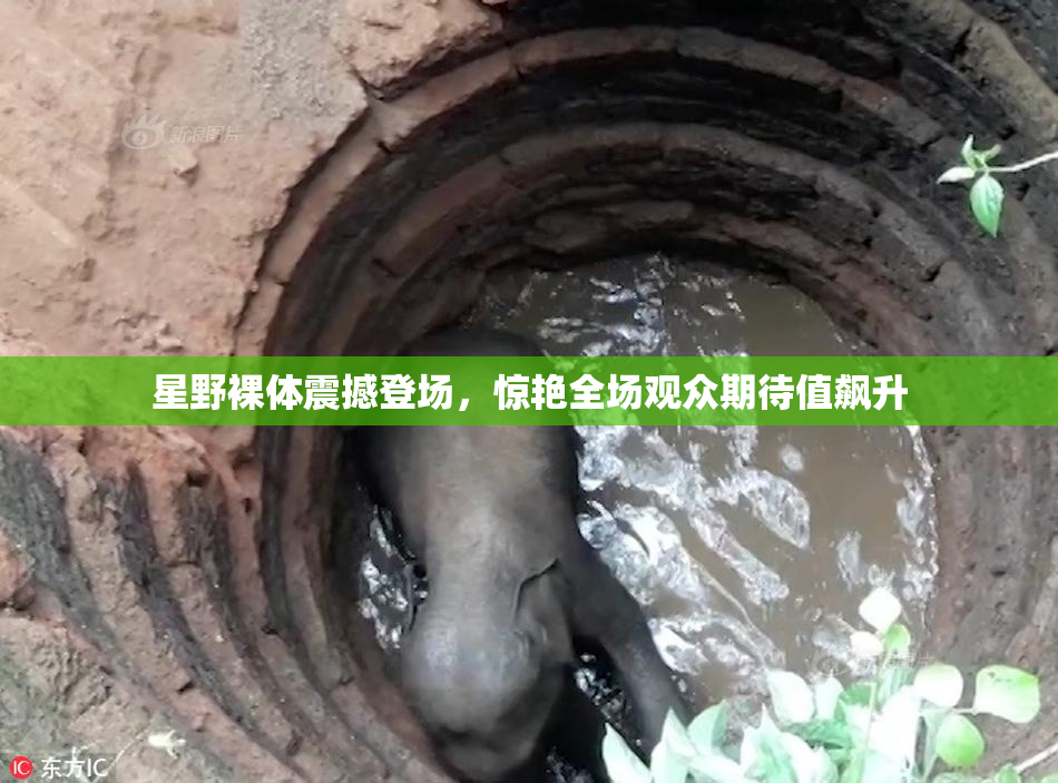 星野裸体震撼登场，惊艳全场观众期待值飙升