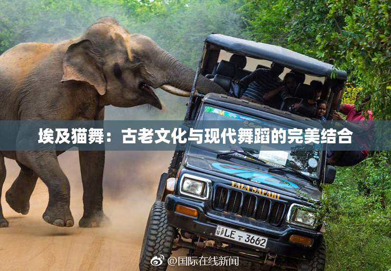 埃及猫舞：古老文化与现代舞蹈的完美结合