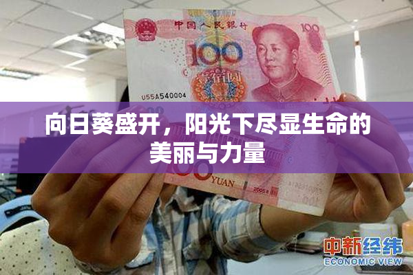 向日葵盛开，阳光下尽显生命的美丽与力量