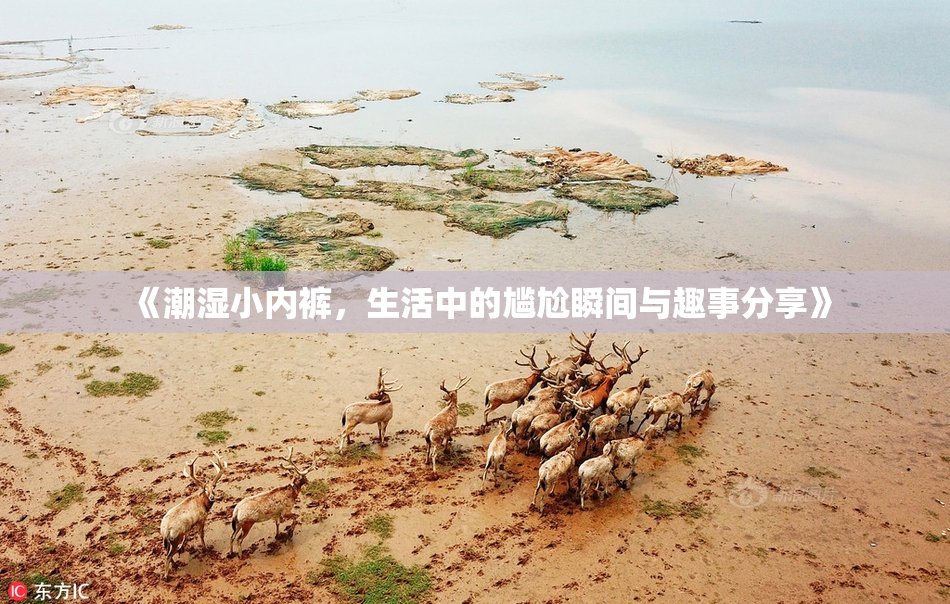 《潮湿小内裤，生活中的尴尬瞬间与趣事分享》