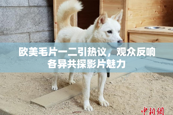 欧美毛片一二引热议，观众反响各异共探影片魅力