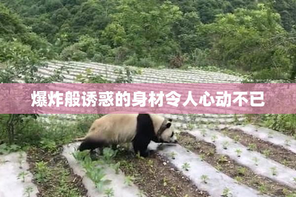爆炸般诱惑的身材令人心动不已